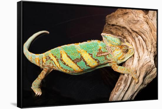 Close-up of Madagascar chameleon on wood-null-Framed Stretched Canvas