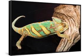 Close-up of Madagascar chameleon on wood-null-Framed Stretched Canvas