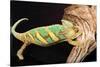 Close-up of Madagascar chameleon on wood-null-Stretched Canvas