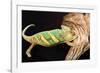 Close-up of Madagascar chameleon on wood-null-Framed Photographic Print