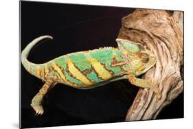 Close-up of Madagascar chameleon on wood-null-Mounted Photographic Print