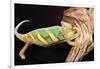 Close-up of Madagascar chameleon on wood-null-Framed Photographic Print