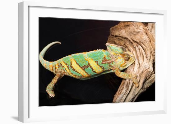 Close-up of Madagascar chameleon on wood-null-Framed Photographic Print