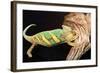 Close-up of Madagascar chameleon on wood-null-Framed Photographic Print