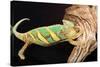 Close-up of Madagascar chameleon on wood-null-Stretched Canvas