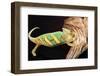 Close-up of Madagascar chameleon on wood-null-Framed Photographic Print