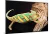 Close-up of Madagascar chameleon on wood-null-Mounted Photographic Print