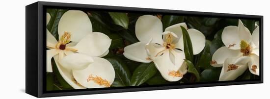 Close-Up of Magnolia Flowers-null-Framed Stretched Canvas