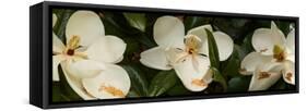 Close-Up of Magnolia Flowers-null-Framed Stretched Canvas