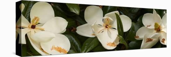 Close-Up of Magnolia Flowers-null-Stretched Canvas