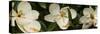 Close-Up of Magnolia Flowers-null-Stretched Canvas