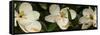 Close-Up of Magnolia Flowers-null-Framed Stretched Canvas