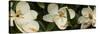 Close-Up of Magnolia Flowers-null-Stretched Canvas