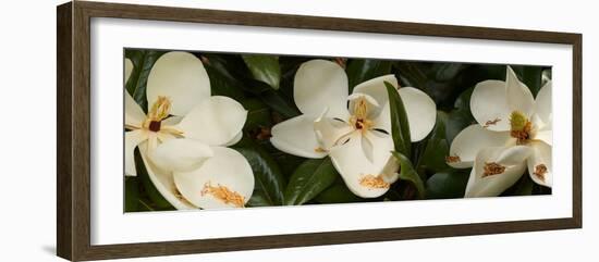 Close-Up of Magnolia Flowers-null-Framed Photographic Print