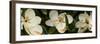 Close-Up of Magnolia Flowers-null-Framed Photographic Print