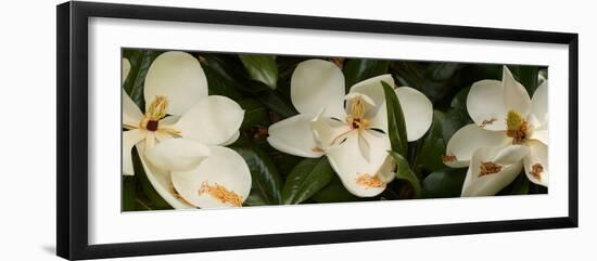 Close-Up of Magnolia Flowers-null-Framed Photographic Print