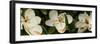 Close-Up of Magnolia Flowers-null-Framed Photographic Print