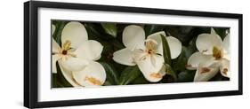 Close-Up of Magnolia Flowers-null-Framed Photographic Print