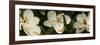 Close-Up of Magnolia Flowers-null-Framed Photographic Print