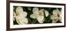 Close-Up of Magnolia Flowers-null-Framed Photographic Print