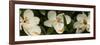 Close-Up of Magnolia Flowers-null-Framed Photographic Print