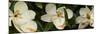 Close-Up of Magnolia Flowers-null-Mounted Photographic Print