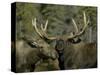 Close-up of Male and Female Moose Nuzzle, Anchorage, Alaska, USA-Arthur Morris-Stretched Canvas