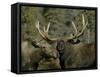 Close-up of Male and Female Moose Nuzzle, Anchorage, Alaska, USA-Arthur Morris-Framed Stretched Canvas