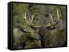 Close-up of Male and Female Moose Nuzzle, Anchorage, Alaska, USA-Arthur Morris-Framed Stretched Canvas