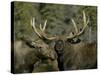 Close-up of Male and Female Moose Nuzzle, Anchorage, Alaska, USA-Arthur Morris-Stretched Canvas