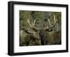 Close-up of Male and Female Moose Nuzzle, Anchorage, Alaska, USA-Arthur Morris-Framed Photographic Print