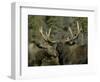 Close-up of Male and Female Moose Nuzzle, Anchorage, Alaska, USA-Arthur Morris-Framed Photographic Print