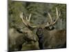 Close-up of Male and Female Moose Nuzzle, Anchorage, Alaska, USA-Arthur Morris-Mounted Photographic Print