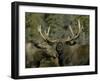 Close-up of Male and Female Moose Nuzzle, Anchorage, Alaska, USA-Arthur Morris-Framed Photographic Print