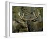 Close-up of Male and Female Moose Nuzzle, Anchorage, Alaska, USA-Arthur Morris-Framed Photographic Print