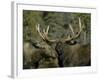 Close-up of Male and Female Moose Nuzzle, Anchorage, Alaska, USA-Arthur Morris-Framed Photographic Print