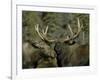 Close-up of Male and Female Moose Nuzzle, Anchorage, Alaska, USA-Arthur Morris-Framed Photographic Print