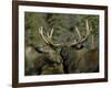 Close-up of Male and Female Moose Nuzzle, Anchorage, Alaska, USA-Arthur Morris-Framed Photographic Print