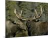 Close-up of Male and Female Moose Nuzzle, Anchorage, Alaska, USA-Arthur Morris-Mounted Photographic Print