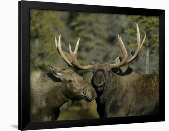 Close-up of Male and Female Moose Nuzzle, Anchorage, Alaska, USA-Arthur Morris-Framed Photographic Print