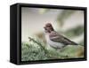 Close-up of Male Cassin's Finch in Pine Tree, Kamloops, British Columbia, Canada-Arthur Morris-Framed Stretched Canvas