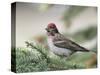 Close-up of Male Cassin's Finch in Pine Tree, Kamloops, British Columbia, Canada-Arthur Morris-Stretched Canvas