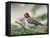 Close-up of Male Cassin's Finch in Pine Tree, Kamloops, British Columbia, Canada-Arthur Morris-Framed Stretched Canvas