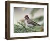 Close-up of Male Cassin's Finch in Pine Tree, Kamloops, British Columbia, Canada-Arthur Morris-Framed Photographic Print