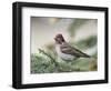 Close-up of Male Cassin's Finch in Pine Tree, Kamloops, British Columbia, Canada-Arthur Morris-Framed Photographic Print