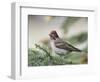 Close-up of Male Cassin's Finch in Pine Tree, Kamloops, British Columbia, Canada-Arthur Morris-Framed Photographic Print