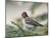 Close-up of Male Cassin's Finch in Pine Tree, Kamloops, British Columbia, Canada-Arthur Morris-Mounted Photographic Print