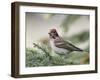 Close-up of Male Cassin's Finch in Pine Tree, Kamloops, British Columbia, Canada-Arthur Morris-Framed Photographic Print