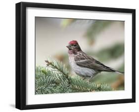 Close-up of Male Cassin's Finch in Pine Tree, Kamloops, British Columbia, Canada-Arthur Morris-Framed Photographic Print