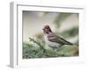 Close-up of Male Cassin's Finch in Pine Tree, Kamloops, British Columbia, Canada-Arthur Morris-Framed Photographic Print